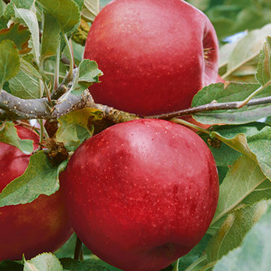 Malus 'Empire'