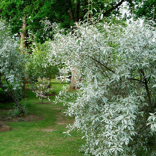 Elaeagnus angustifolia