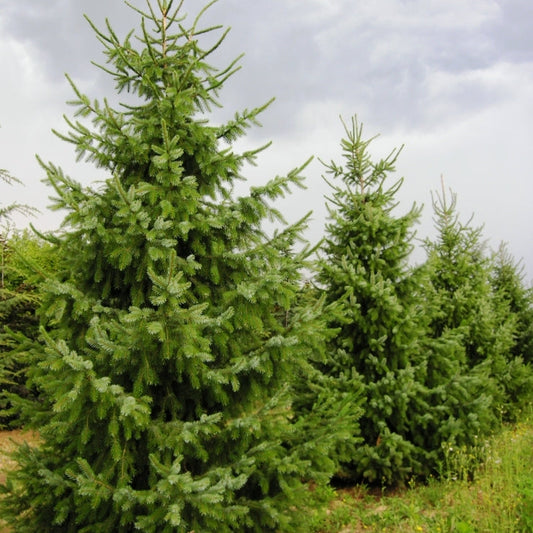 Picea omorika