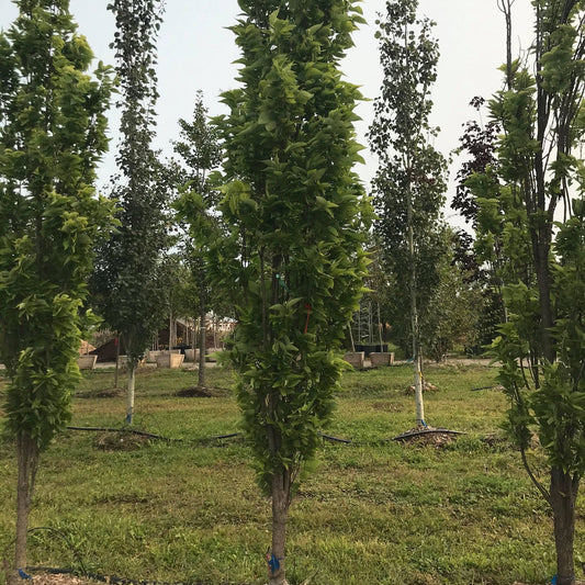 Celtis occidentalis 'Prairie sentinel'