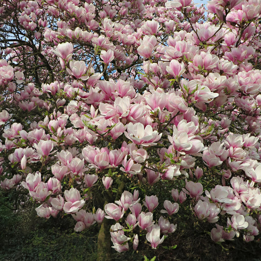 Magnolia soulangeana (arbre, tige)