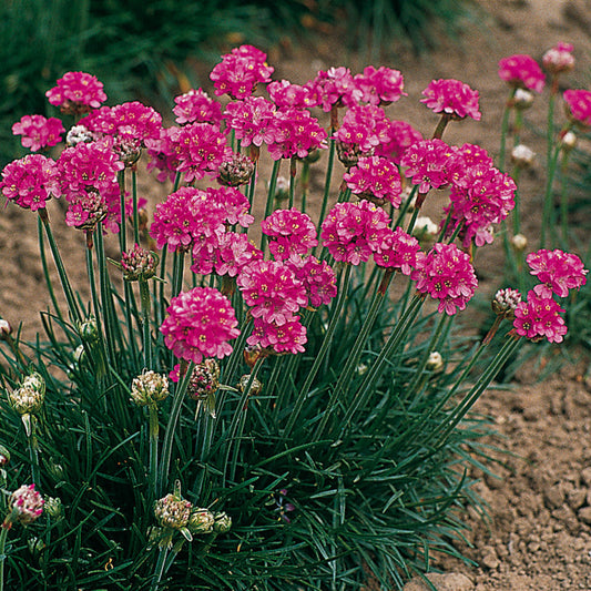Armeria maritima 'Splendens'