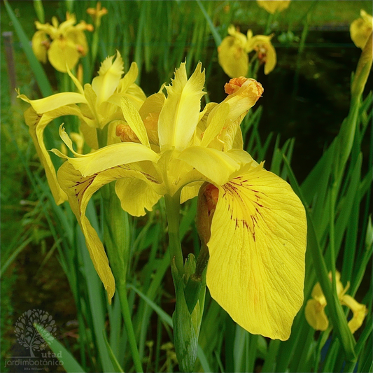 Iris pseudacorus (I. bastardii, I. lutea)