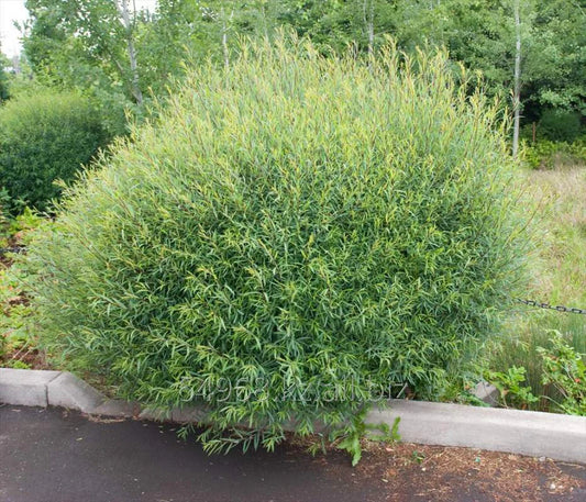 Salix purpurea 'Gracilis'
