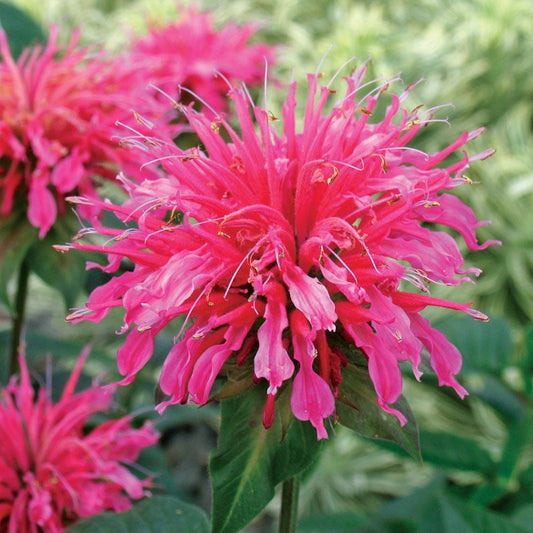 Monarda 'Coral Reef'