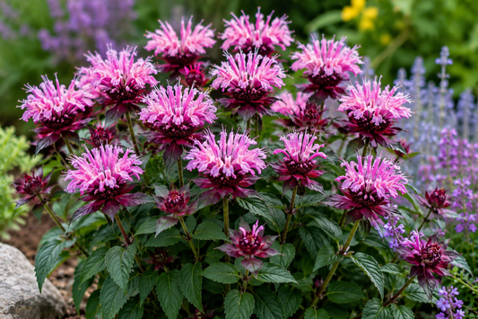 Monarda 'Bee-Lieve'