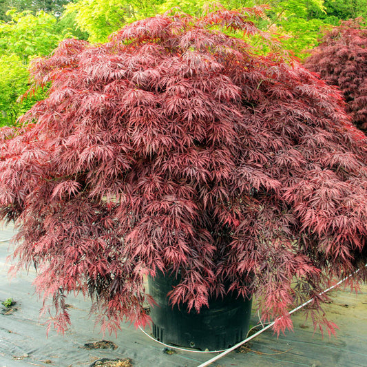 Acer palmatum 'Red Dragon'