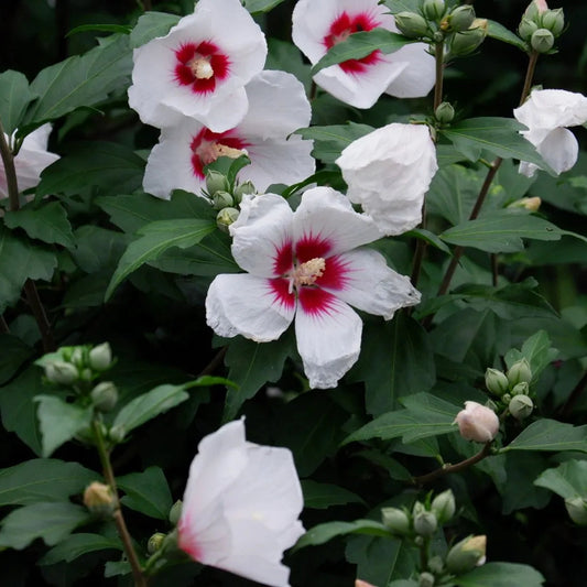 Hibiscus syriacus 'Red Heart'