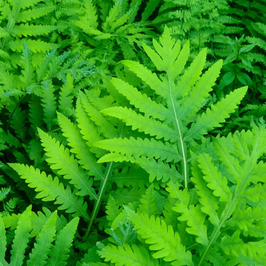 Onoclea sensibilis