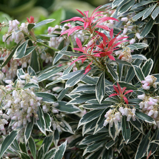Pieris japonica 'Flaming Silver'
