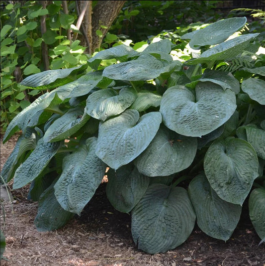 Hosta sieboldiana 'Elegans'