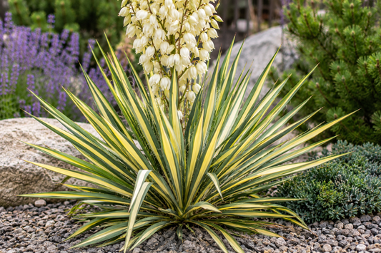 Yucca filamentosa 'Color Guard Adam's Needle'