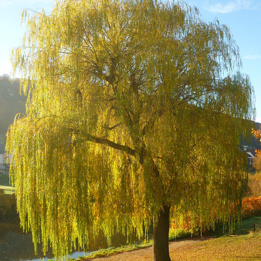 Salix tristis alba - Saule pleureur