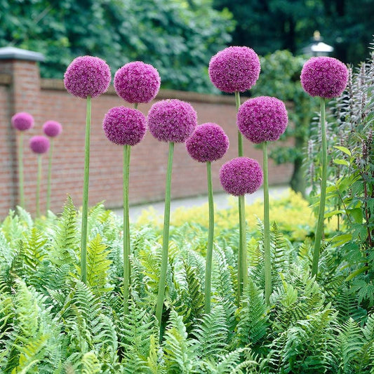Allium giganteum