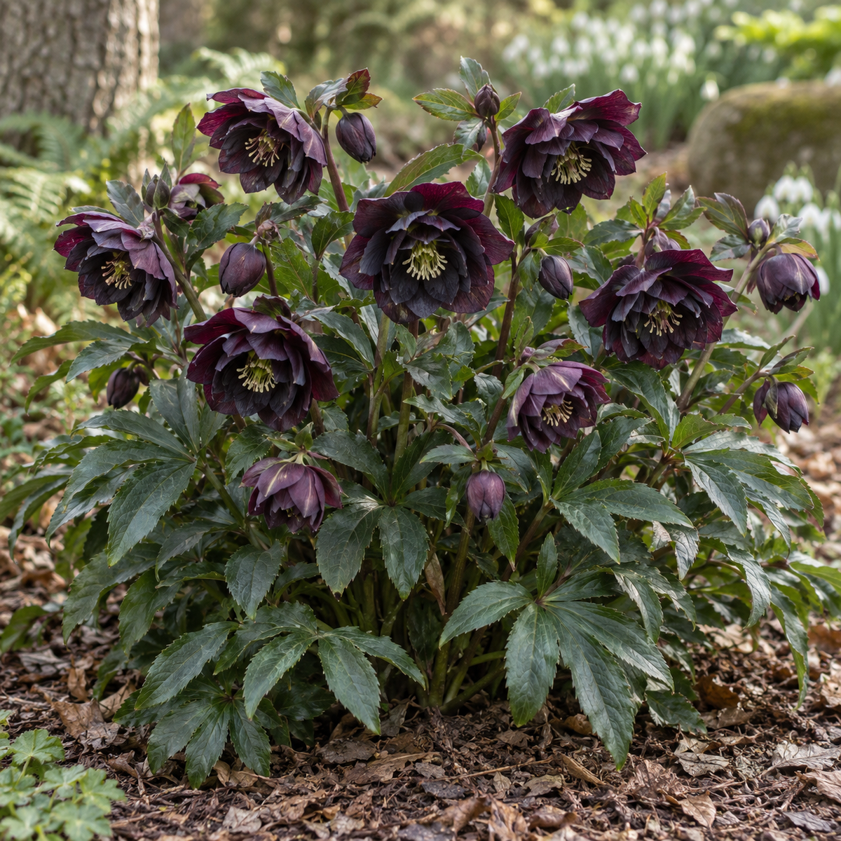 Helleborus 'Dark and Handsome'