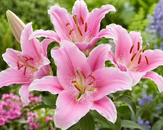 Lilium 'Summer Sky'