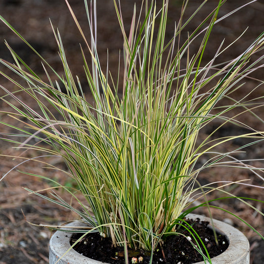 Deschampsia cespitosa 'Northern Lights'