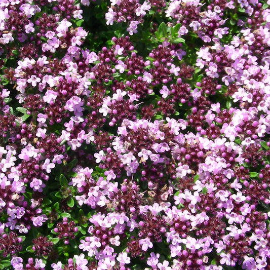 Thymus praecox 'Roseus'