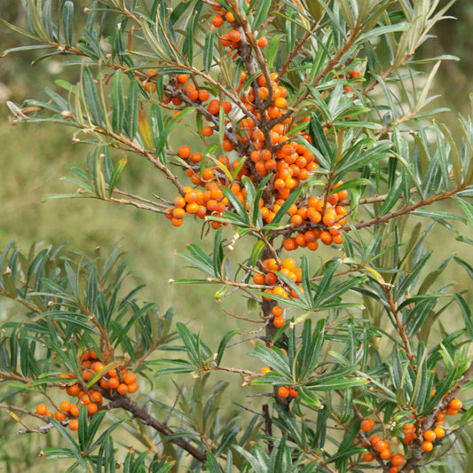 Hippophae rhamnoides 'Orange Energy'