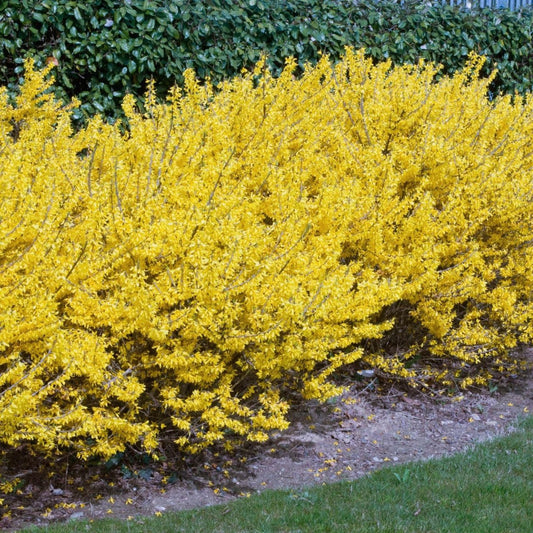 Forsythia 'Gold Tide'