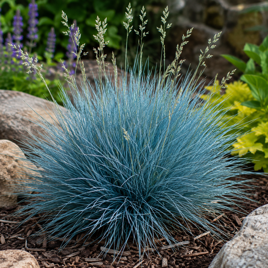 Festuca glauca 'Beyond Blue'