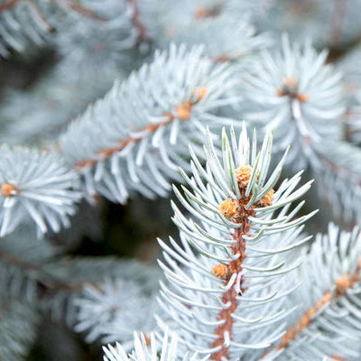 Picea pungens glauca San Juan