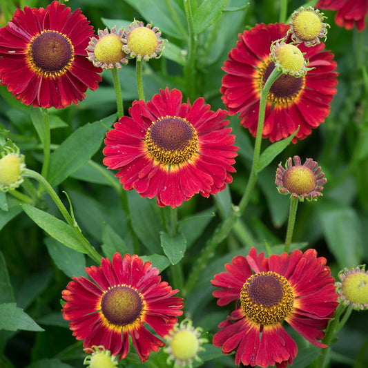 Helenium 'Ruby Tuesday'