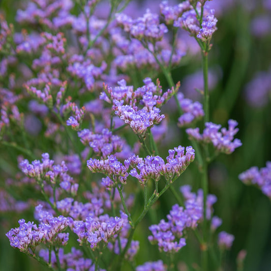 Limonium ‘Dazzle Rocks'