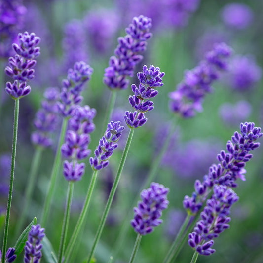 Lavandula Super Blue