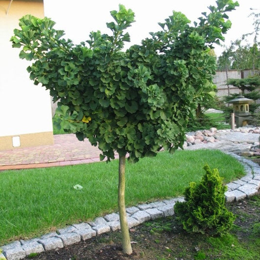 Ginkgo biloba 'Troll' (sur tige)