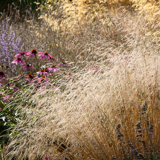 Deschampsia cespitosa