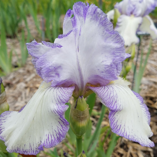 Iris barata 'Queen Dorothy'