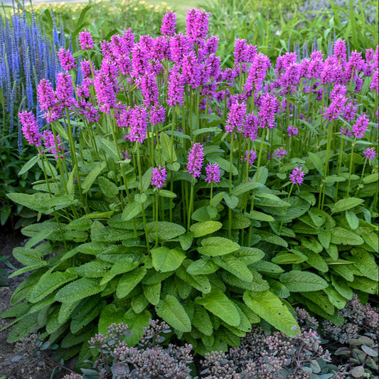 Stachys monieri 'Hummelo'
