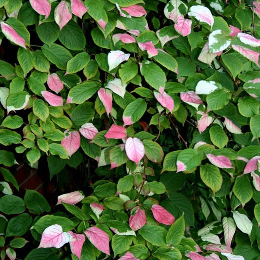 Actinidia kolomikta 'Nordic'(biologique)