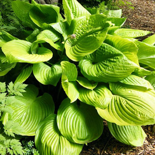 Hosta 'Sum and Substance'