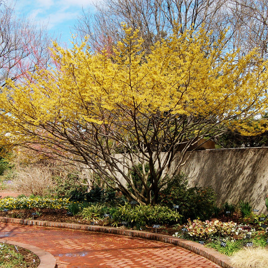 Hamamelis virginiana