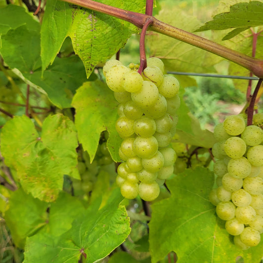 Vitis riparia 'Brianna' (biologique)