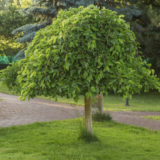 Morus alba 'Pendula'