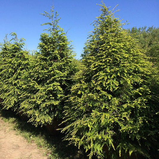 Tsuga canadensis