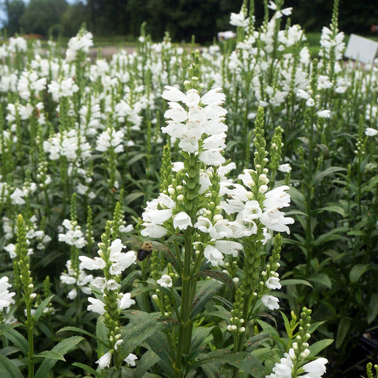 Physostegia virginiana 'Miss Manners'