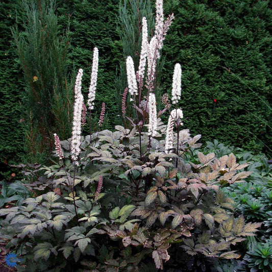 Cimicifuga ramosa 'Brunette'