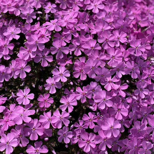 Phlox subulata 'Emerald Pink'