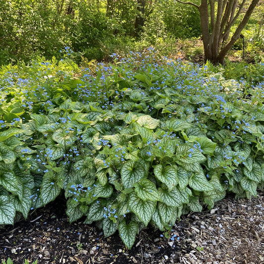 Brunnera 'Jack Frost'