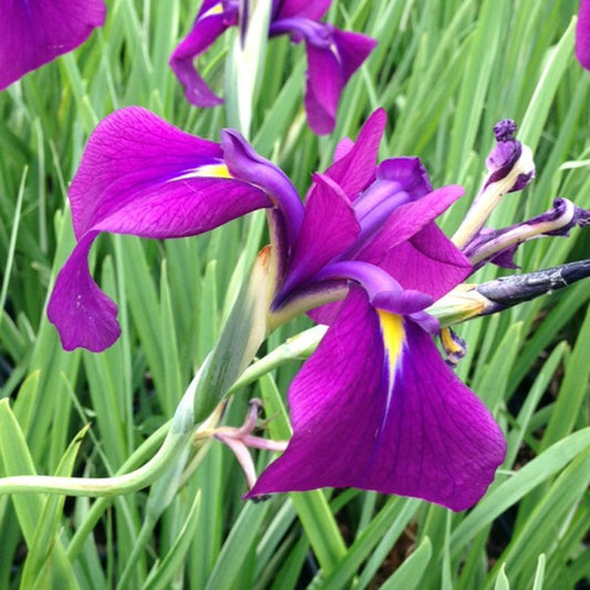 Iris ensata 'Cry of Rejoice'