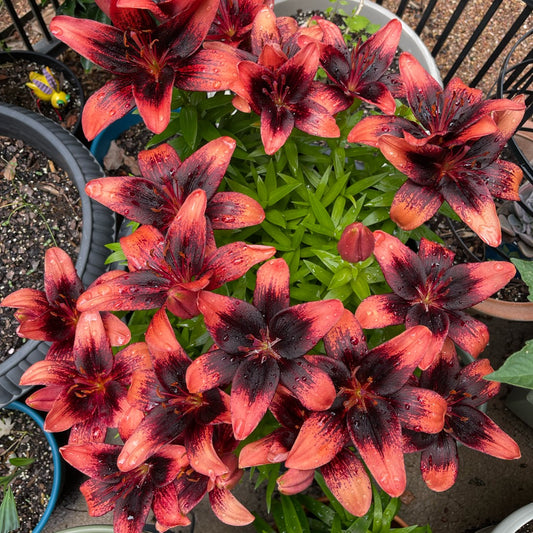 Lilium 'Tiny Shadow'