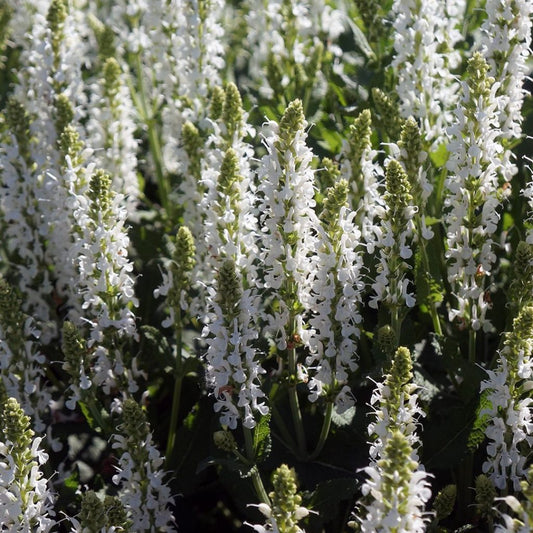 Salvia nemorosa 'Snowhill'