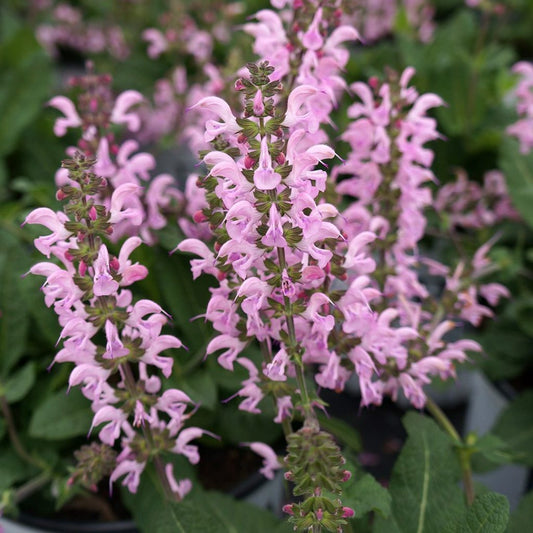 Salvia nemorosa 'Pink Dawn'