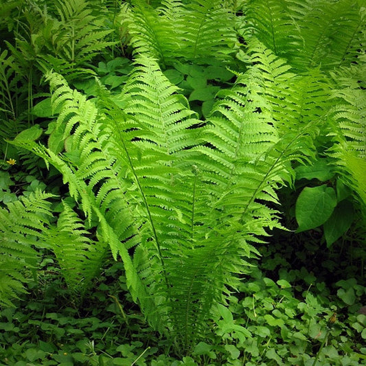 Matteuccia struthiopteris