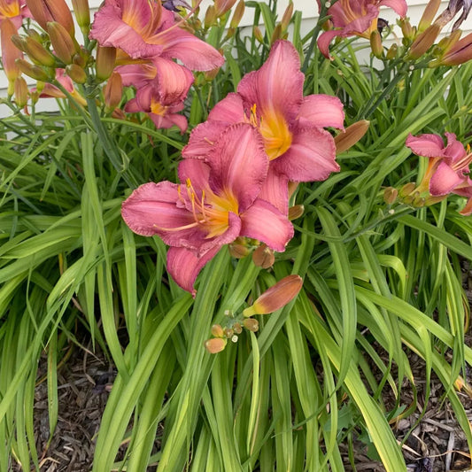 Hemerocallis 'Gordon Biggs'
