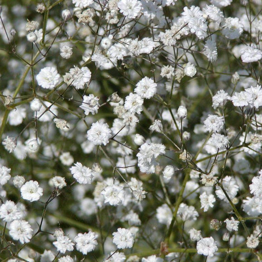 Gypsophila 'Summer Sparkles'